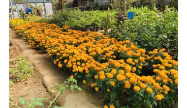 पुष्पखेतीमा रमाइरहेकी उद्यमी चौधरी