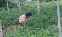 एकल महिलाको लोभलाग्दो अग्र्यानिक तरकारीखेती