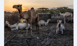 केन्यामा खडेरी : गाईको सट्टा उँट पालनतर्फ झुकाव