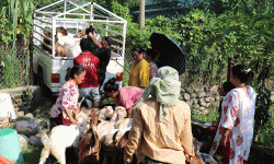 महिला नेतृत्वको एक सहकारीमार्फत ३५० खसीबोका बिक्री