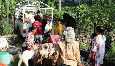 महिला नेतृत्वको एक सहकारीमार्फत ३५० खसीबोका बिक्री