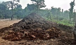 प्राङ्गारिक मलको प्रयोगले माटोको उर्वराशक्ति बढ्यो