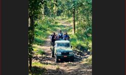 जङ्गल सफारीसँगै बाँके निकुञ्जमा पर्यटकको चहलपहल बढ्यो