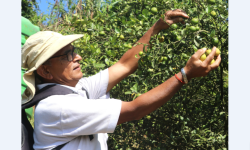 कागतीखेतीबाट तीन महिनामा नौ लाख आम्दानी