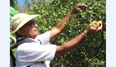 कागतीखेतीबाट तीन महिनामा नौ लाख आम्दानी