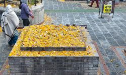 बालाचतुर्दशी : डोलेश्वर, ज्योतिर्लिङ्गेश्वर र गोकुलधाममा छरियो शतबीज