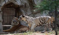 भारतको मेगा चिडियाखाना पुनः पशु अधिग्रहण विवादको केन्द्रमा