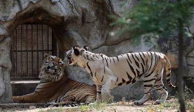 भारतको मेगा चिडियाखाना पुनः पशु अधिग्रहण विवादको केन्द्रमा