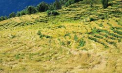 खोटाङमा ७० प्रतिशत धानबालीमा क्षति