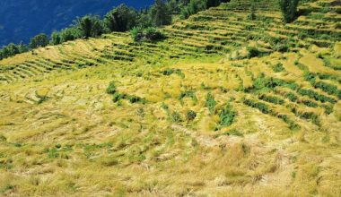 खोटाङमा ७० प्रतिशत धानबालीमा क्षति
