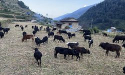 गोठाला बेँसी झरेपछि भल्कोटमा बढ्यो चहलपहल