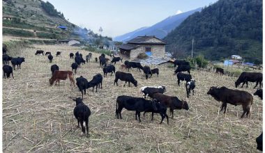 गोठाला बेँसी झरेपछि भल्कोटमा बढ्यो चहलपहल