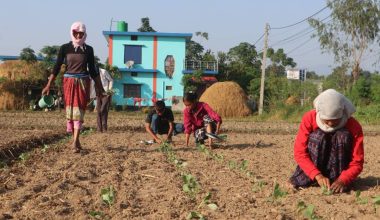 पन्ध्र कट्ठामा तरकारीखेती गरेर वार्षिक पाँच लाख आम्दानी