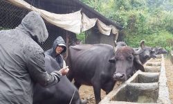 खोरत रोगविरुद्ध नि:शुल्क खोप अभियान सुरु