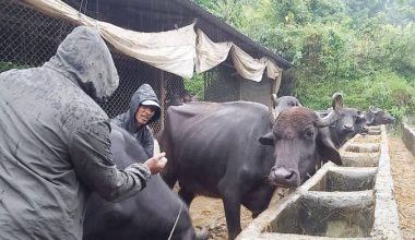 खोरत रोगविरुद्ध नि:शुल्क खोप अभियान सुरु