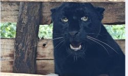 सदर चिडियाखानामा कालो रङको चितुवा