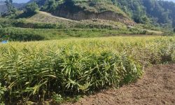 मूल्य खस्किएपछि अदुवा किसान मारमा