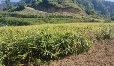 मूल्य खस्किएपछि अदुवा किसान मारमा