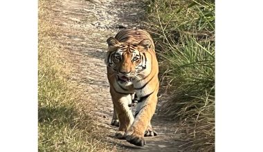 बाक्लो सङ्ख्यामा देखिन थाले निकुञ्जमा बाघ