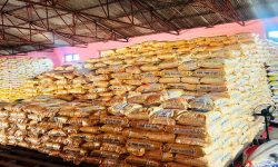 रैथाने बाली संरक्षणमा प्रदेश सरकार