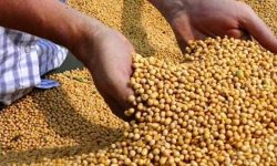 भटमास खेतीमा किसानको आकर्षण बढ्यो, वार्षिक तीन लाखसम्म आम्दानी