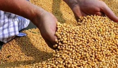 भटमास खेतीमा किसानको आकर्षण बढ्यो, वार्षिक तीन लाखसम्म आम्दानी