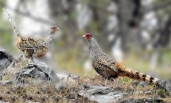 १६ वर्षपछि कालीगण्डकी बेसीनमा दुर्लभ पन्छी चिरकालिजको सङ्ख्या १८ जोडी