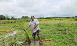 बेमौसमी वर्षाले सुनसरीमा दुई अर्ब बढीको कृषिउपज नष्ट