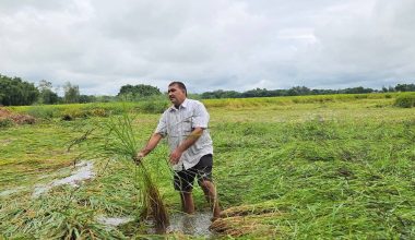 बेमौसमी वर्षाले सुनसरीमा दुई अर्ब बढीको कृषिउपज नष्ट