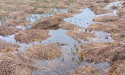 बेमौसमी वर्षाले गुल्मीमा ११ प्रतिशत धान नष्ट