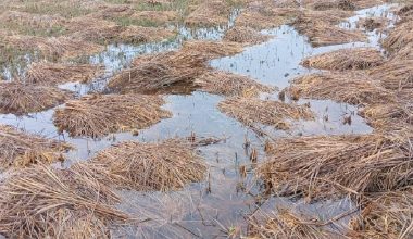 बेमौसमी वर्षाः गुल्मीमा पाँच करोडको धानबाली नष्ट