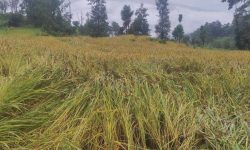 बेमौसमी वर्षाले १० हजार हेक्टर धानबालीमा क्षति