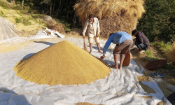 मधेसमा धान उत्पादनमा कमी आउने