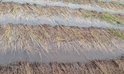 तनहुँमा एक करोड बराबरको धानबालीमा क्षति