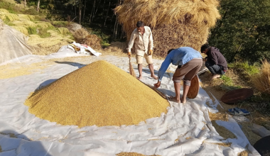 मधेसमा धान उत्पादनमा कमी आउने