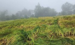 पाक्न लागेको धानबालीमा वर्षाले क्षति, किसान चिन्तित