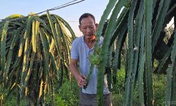 पूर्वसैनिक घलेको लोभलाग्दो ‘ड्रागन फ्रुट’ खेती