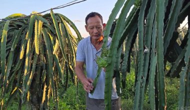 पूर्वसैनिक घलेको लोभलाग्दो ‘ड्रागन फ्रुट’ खेती