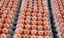 किसानको लागत उठ्नेगरी अण्डाको नयाँ मूल्य लागू