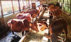 एउटै गोठमा ५७ वैदिक गाई संरक्षण