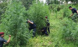 तिस बिघा जग्गामा गरिएको गाँजा फँडानी