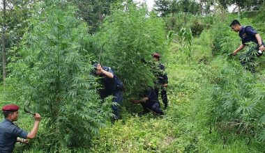 तिस बिघा जग्गामा गरिएको गाँजा फँडानी