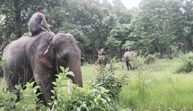 हात्ती परिचालन गरेर बाघको खोजी