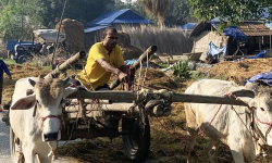 लोप हुँदै गोरुगाढा