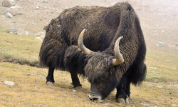 डोल्पाका याक मुस्ताङमा