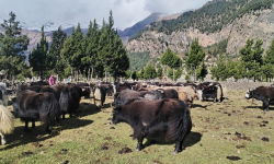 हिमपातपछि मुस्ताङका याकचौँरी बेँसीमा स्थान्तरण