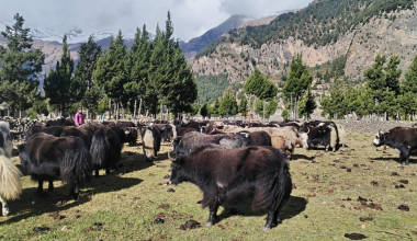 हिमपातपछि मुस्ताङका याकचौँरी बेँसीमा स्थान्तरण