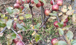 घुन्सा र फलेटारमा स्याउ फल्यो : व्यावसायिक खेतीको नयाँ सम्भावना उजागार