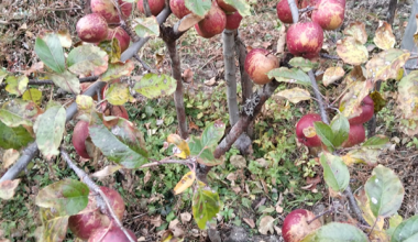 घुन्सा र फलेटारमा स्याउ फल्यो : व्यावसायिक खेतीको नयाँ सम्भावना उजागार