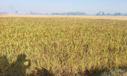 कालानमक धानको जात लोप हुँदै